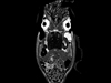 cuttlefish