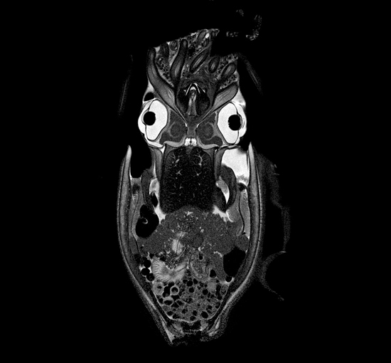 cuttlefish