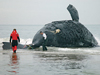 Michael Moore and David Taylor prepare to perform a necropsy on a right whale.