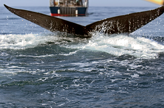 A right whale dives near Tioga.