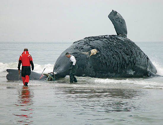Michael Moore and David Taylor prepare to perform a necropsy on a right whale.