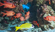 Marine Protected Areas