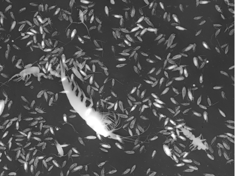 Silhouette Photo of zooplankton