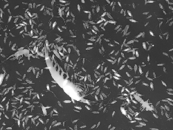 Silhouette Photo of zooplankton