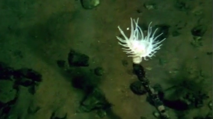 Nereus in the Challenger Deep
