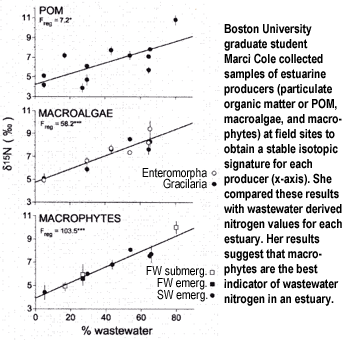 Boston University graduate student Marci Cole collected samples of estuarine producers (particulate organic matter or POM, macroalgae, and macrophytes) at field sites to obtain a stable isotopic signature for each producer (x-axis). She compared these results with wastewater derived nitrogen values for each estuary. Her results suggest that macrophytes are the best indicator of wastewater nitrogen in an estuary.
