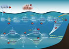 Nitrogen Cycle