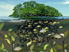 mangrove