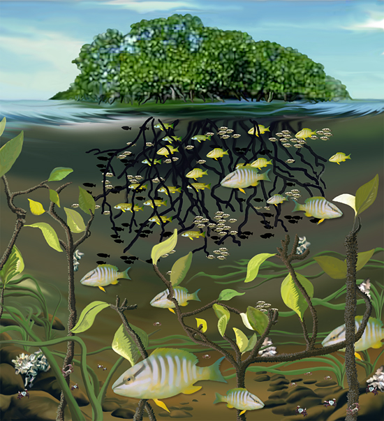 mangrove