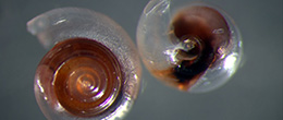 FAQs about Ocean Acidification