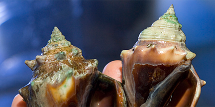 shell-building marine organisms in tanks under air containing different concentrations of carbon dioxide