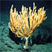Exploring Alaska's Seamounts