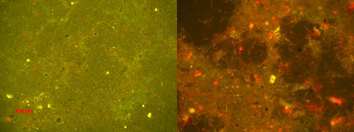 photomicrographs of cells in biofouling test