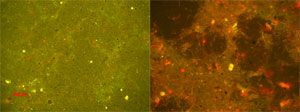 photomicrographs of cells in biofouling test 