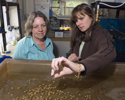 Marine biologists Roxanna Smolowitz and Rebecca Gast examine a batch of tiny seed clams.