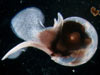 pteropod