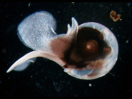 pteropod