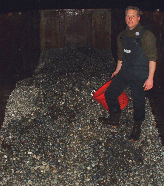 Captain Andrew Cummings stands atop clams he and others dug out of their Wellfleet plots to quell a QPX outbreak last winter. 