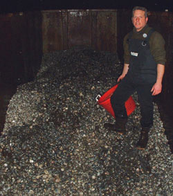 Captain Andrew Cummings stands atop clams he and others dug out of their Wellfleet plots to quell a QPX outbreak last winter.