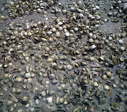 Clams with QPX rise to the sand's surface before they die.