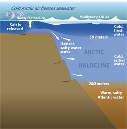 Arctic halocline