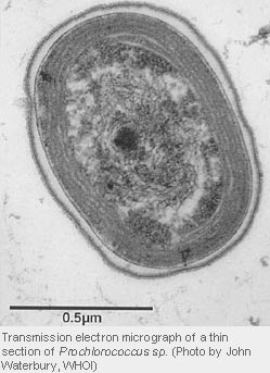 thin section of Prochlorococcus sp