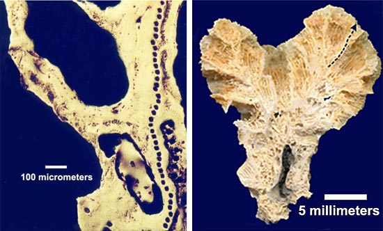 coral analysis