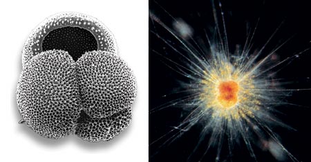 Shells of planktonic animals called formainifera