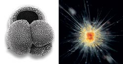 Shells of planktonic animals called formainifera
