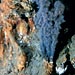 The Remarkable Diversity of Seafloor Vents