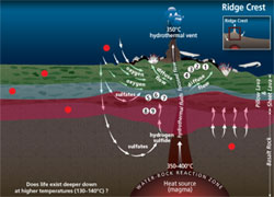 A microbial garden beneath the seafloor