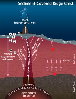 A microbial garden beneath the seafloor