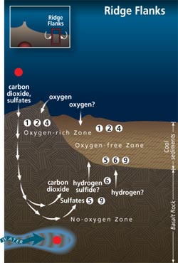 A microbial garden beneath the seafloor