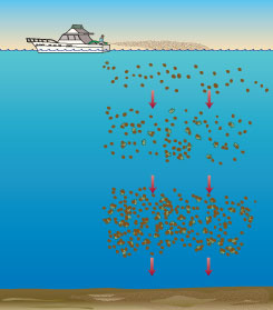 Removing harmful algal blooms with clay.