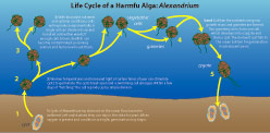 Life cycle of a harmful algae, Alexandrium