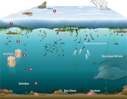 CARBON ALSO FLOWS THROUGH IT (interactive)