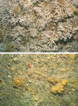 comparsion b/w dredged and undredged area