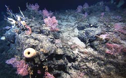 A deep coral community grows on volcanic rock in the New England Seamount chain