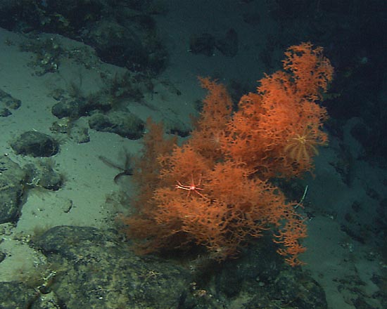 Black coral