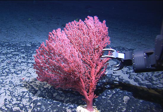 soft coral (octocoral)