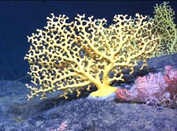 Deep-sea stony corals