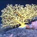 Coral Gardens in the Dark Depths