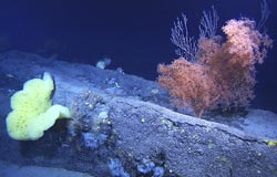 A pink bushy black coral, a white tree-like soft coral behind it, and a bright yellow sponge