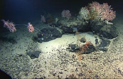 seafloor basalt