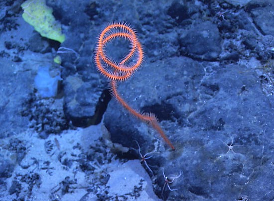 black whip coral
