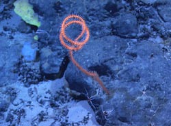 black whip coral