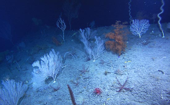 white, bushy soft corals, a bright orange black coral, a branched soft coral like a bare tree, and white, twisted, branchless bamboo corals