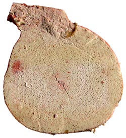 Paragorgia trunk
