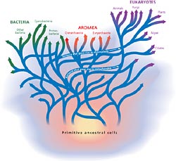 Microbes are living archives of EarthA?s evolutionary history