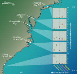 most fish returned to their natal estuaries to spawn